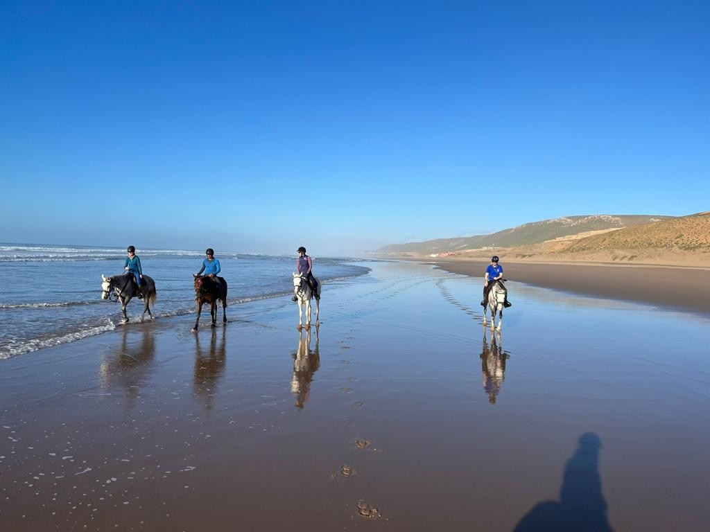 Horses walking along shoreline